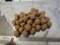 Preview: maincarp-baits Asia Seafood HD - Edge Kissen 12mm