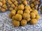 Preview: maincarp-baits - Hard Hookbaits - Pine-Peach in 23x27mm Dumbells