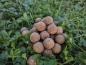 Preview: maincarp-baits - Wintercream Amino Boilies 16mm - 1kg