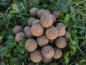 Preview: maincarp-baits - Wintercream Amino Boilies 16mm - 1kg