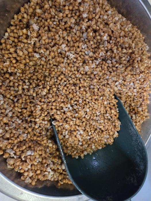 Triticale - gekocht ready to use 2,5kg