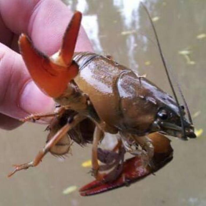 Feedstimulants Flavour -Crayfish