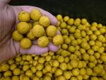 maincarp-baits - Pine Peach 2.0 - -  Sonderangebot